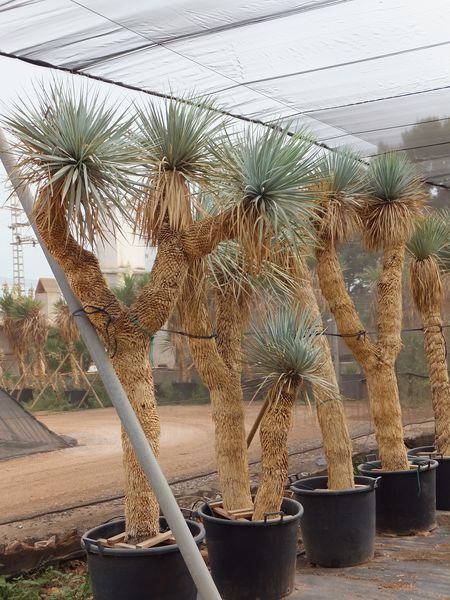 Yucca rostrata importación Multicabezas XXL