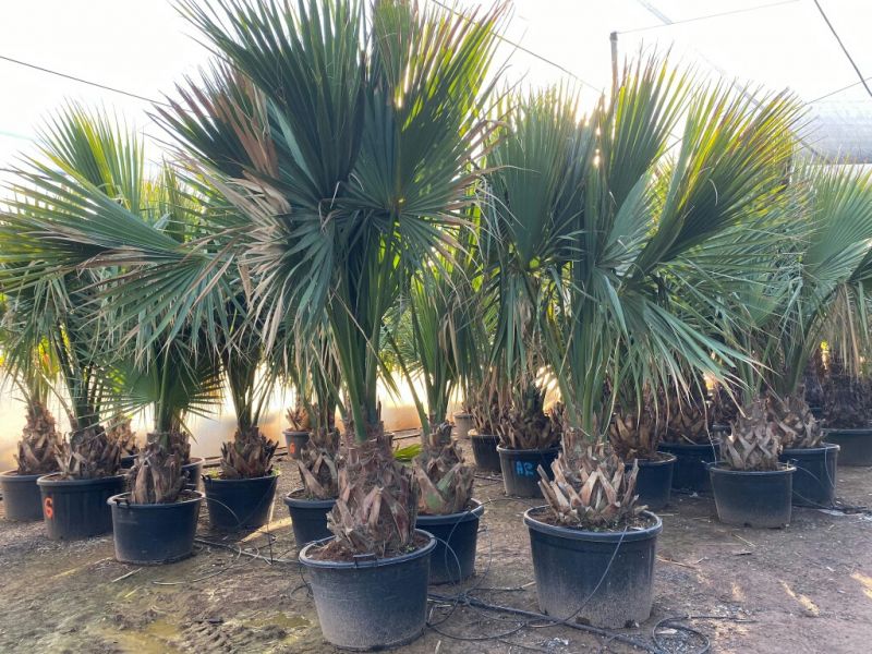 Sabal palmeto 50-60 cm tr Ct-110 lts/130 lts