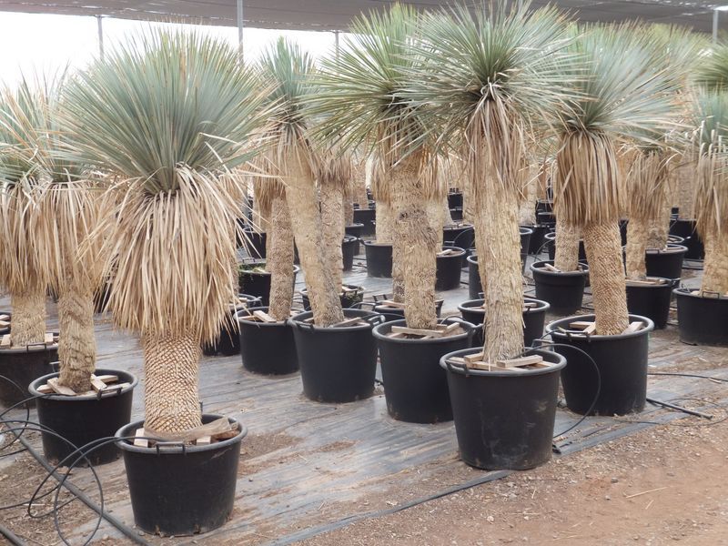 Yucca rostrata Import 130-140 cm TR
