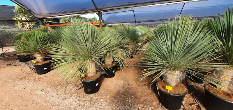 Yucca linerais normal 80-100 cm HT CT-35 lts