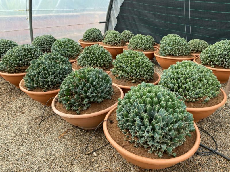 Euphorbia horrida tarrina 50