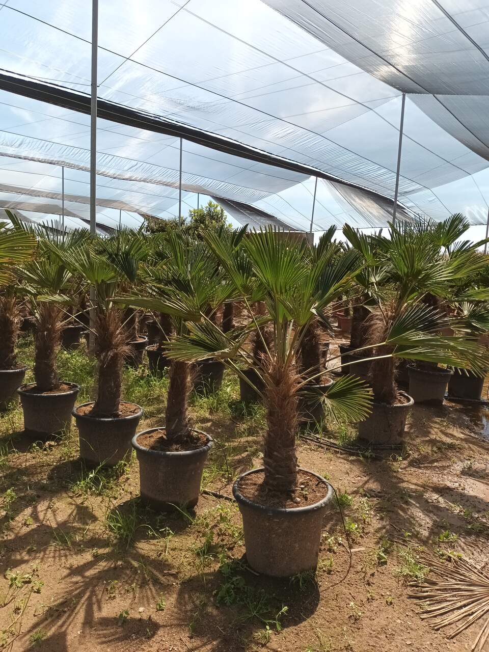 Trachycarpus wagnerianus 70-80 cm tr CT-35 lts