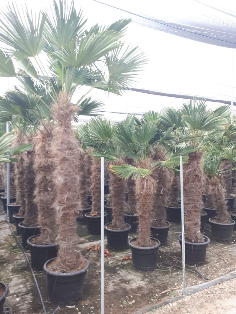 Trachycarpus wagnerianus 100-110 cm tr