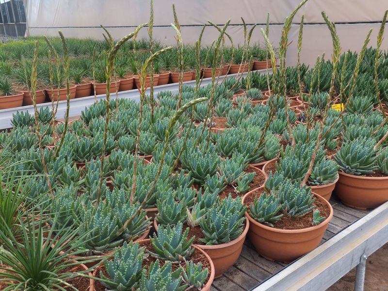 Aloe brevifolia tarrina 20