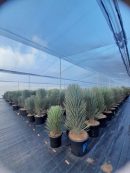 Yucca filifera australis 125-150 cm HT