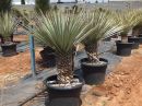 Yucca rigida 100-125 cm HT