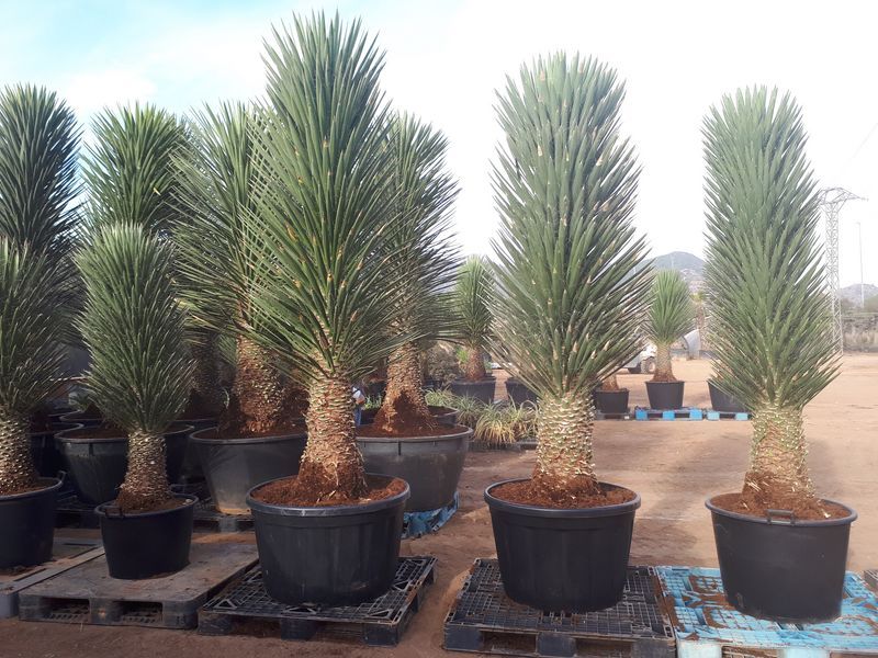 Yucca filifera australis 225-250 cm HT