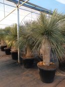 Yucca linearis 150-175 cm HT CT-65 lts