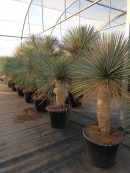 Yucca linearis 125-150 cm HT CT-45/65 lts
