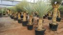 Yucca rigida 150-175 cm HT CT-70 Lts