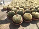 Echinocactus grusonii 60 cm diametro