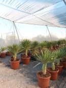 Yucca aloifolia marginata 40-60 cm HT CT-12 lts