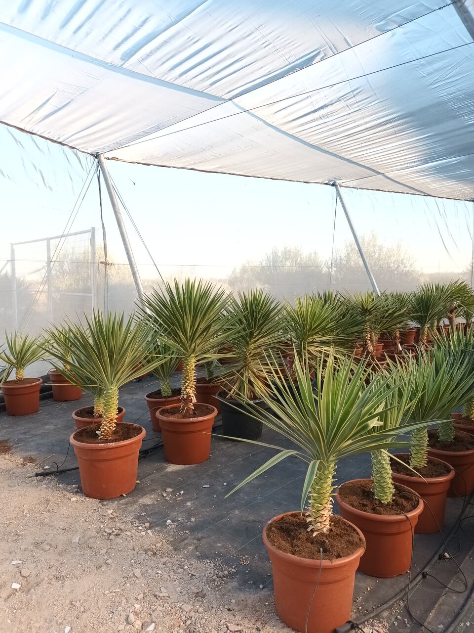 Yucca aloifolia marginata 60-80 cm HT CT-25 lts
