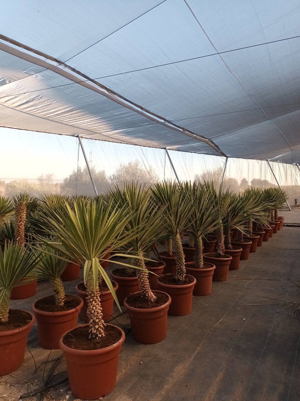 Yucca aloifolia marginata 100-125 cm HT CT-35 lts