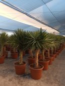 Yucca aloifolia marginata 125-150 cm HT CT-45/65 lts