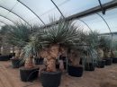 Yucca rigida multicabezas diferentes tamaños
