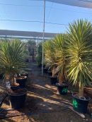Yucca aloifolia marginata 150-175 cm HT CT-65 lts