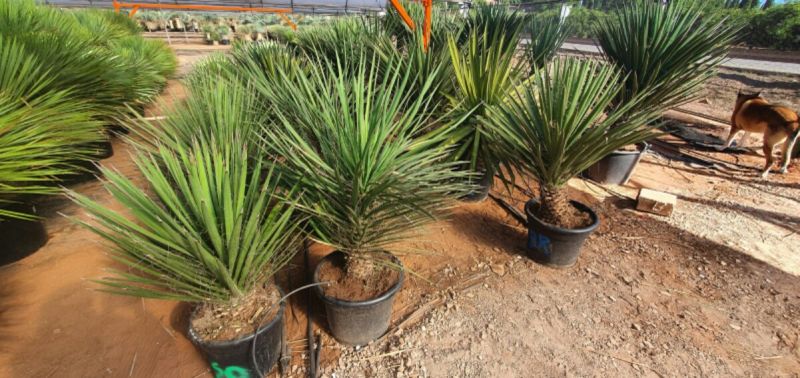 Yucca decipiens 80-100 cm HT CT-35 lts
