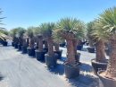 Yucca filifera australis multicabezas 150-175 cm HT CT-110/230 lts