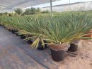 Yucca Gloriosa Variegata CT-20/25 lts 