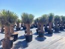 Yucca filifera australis multicabezas 175-200 cm HT  CT-110/230 lts