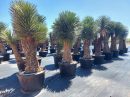 Yucca filifera australis multicabezas 200-225 cm HT  CT-110/230 lts