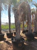 Yucca rigida ramificadas 350-375 CM HT 