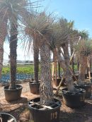 Yucca rigida ramificadas 325-350 CM HT 