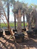 Yucca rigida ramificadas 300-325 CM HT 