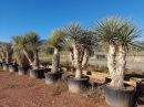 Yucca rigida ramificadas 250-275 CM HT 