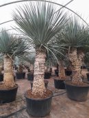 Yucca rigida ramificadas 225-250 CM HT 