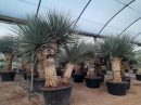 Yucca rigida ramificadas 200-225 CM HT 