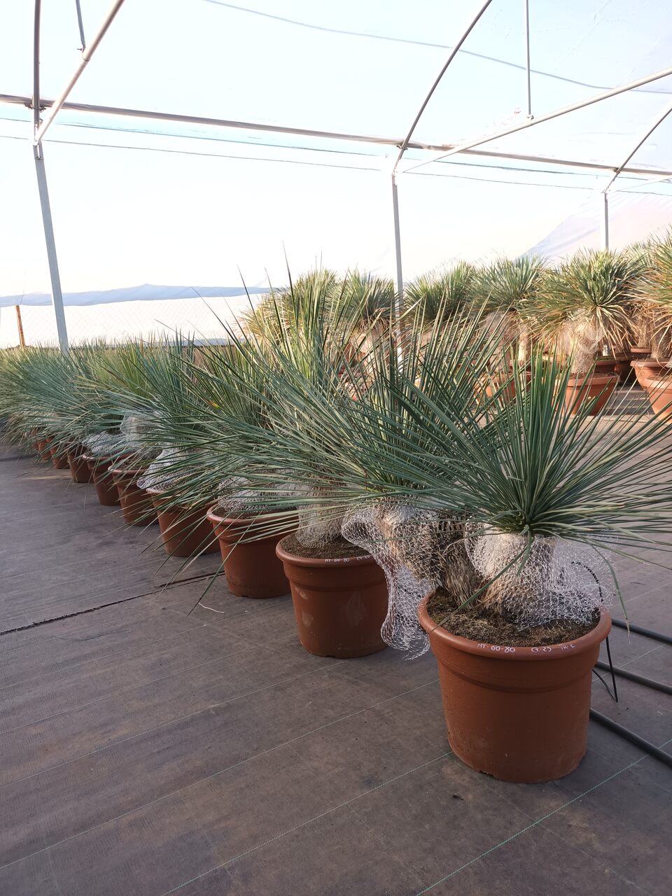 Yucca linearis 60-80 cm HT CT-25 lts