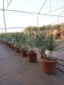 Yucca linearis 60-80 cm HT CT-25 lts