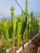 Euphorbia ingens 80-100 cm ht 