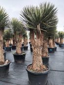 Yucca filifera australis multicabezas 225-250 cm HT CT-110/230 lts