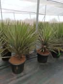 Yucca filifera x hibrida 80-100 CM HT