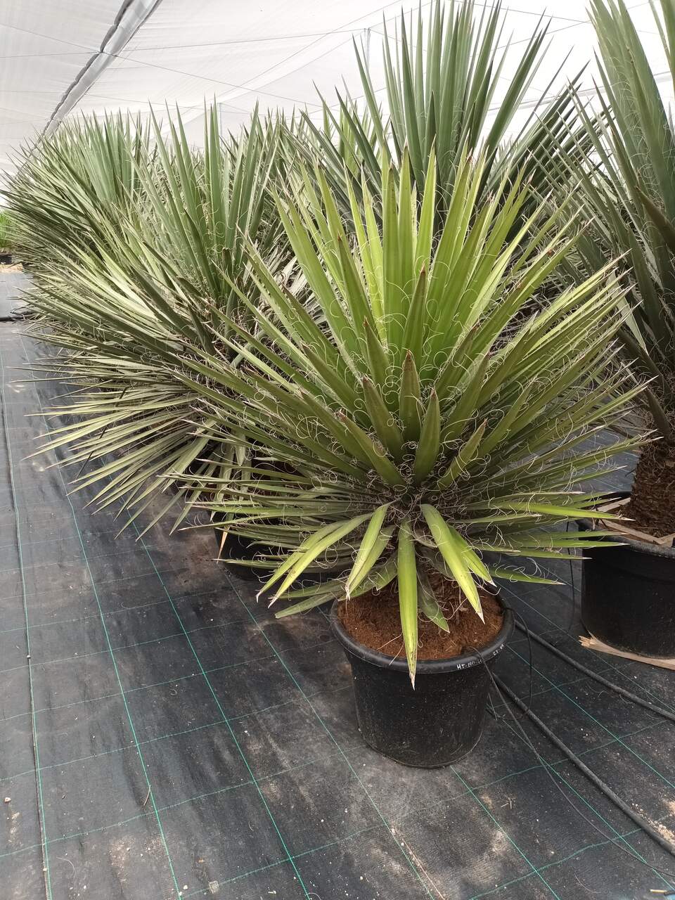 Yucca filifera x hibrida 100-125 CM HT