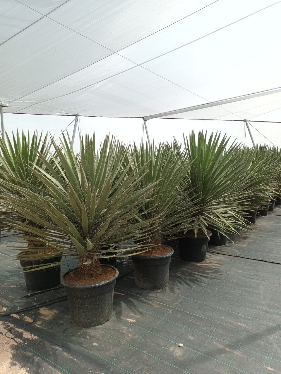 Yucca filifera x hibrida 125-150 CM HT