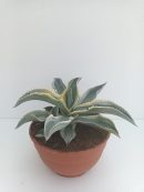 Agave Ivory curls T-20
