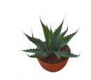 Agave gentryi jaws T-25