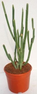 Pedilanthus macrocarpus M-17