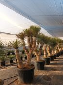 Yucca rostrata x Thompsoniana 