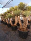 Yucca rostrata x Thompsoniana 