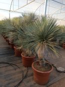 Yucca linearis 100-125 cm HT CT-45 lts
