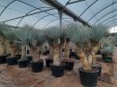 Yucca rigida multitroncos