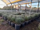 Yucca filifera australis 40-60 cm HT CT-12 lts 